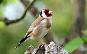 Kasdir (Naâma) - Saisie de plus d’un millier de chardonnerets