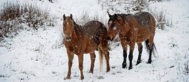 Planète (Océanie) - Australie: 10.000 chevaux sauvages sont menacés de mort