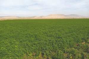 Algérie (Souk Ahras) - Saison agricole 2021-22: 11.100 ha pour la multiplication des semences