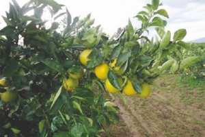 Algérie (Relizane) - Les agriculteurs de cette wilaya en souffrent: Les vergers d’agrumes menacés par la mouche des fruits