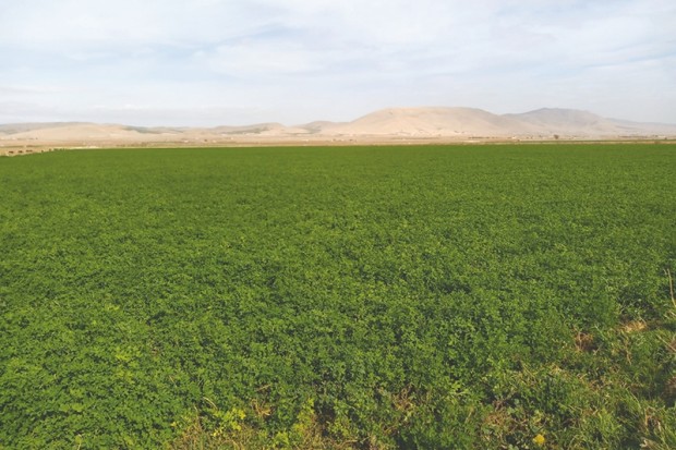 Algérie (Souk Ahras) - Saison agricole 2021-22: 11.100 ha pour la multiplication des semences