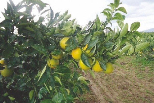 Algérie (Relizane) - Les agriculteurs de cette wilaya en souffrent: Les vergers d’agrumes menacés par la mouche des fruits