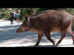 Algérie (Oran) - Des hardes de sangliers dans les rues de la capitale de l'Ouest