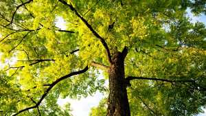 Planète - Plus près des arbres, vit-on mieux ?