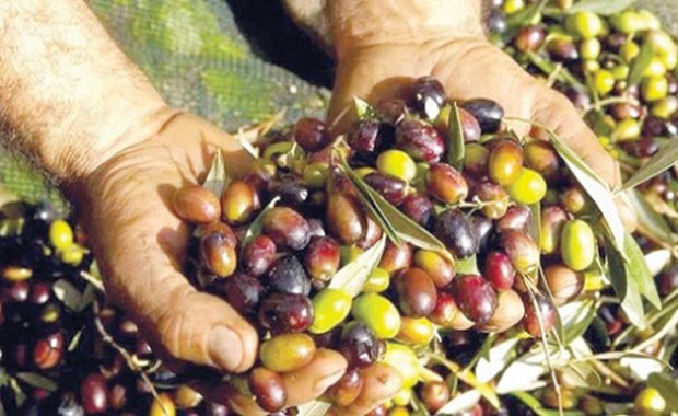 Algérie (Oléiculture à Mascara) - La campagne bat son plein