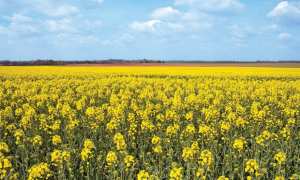 Algérie (Aïn Témouchent) - ELLE SUSCITE L’INTÉRÊT DES AGRICULTEURS: Cap sur le développement de la culture du colza