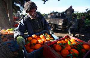 Algérie (Mostaganem) - Vers une récolte record d’agrumes