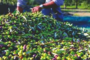 Algérie (Aïn Témouchent) - Prémices d’une bonne production oléicole