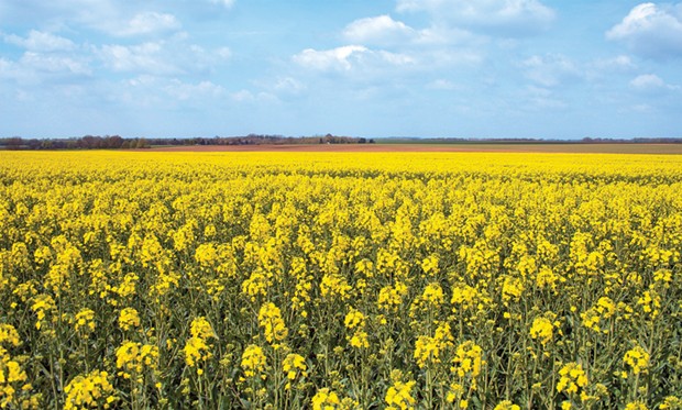 Algérie (Aïn Témouchent) - ELLE SUSCITE L’INTÉRÊT DES AGRICULTEURS: Cap sur le développement de la culture du colza