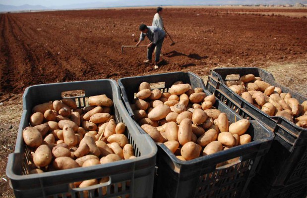 Algerie (Mila) - Extension des superficies vouées au colza et à la pomme de terre d’arrière-saison