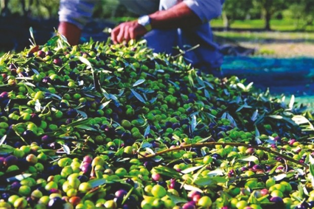 Algérie (Aïn Témouchent) - Prémices d’une bonne production oléicole