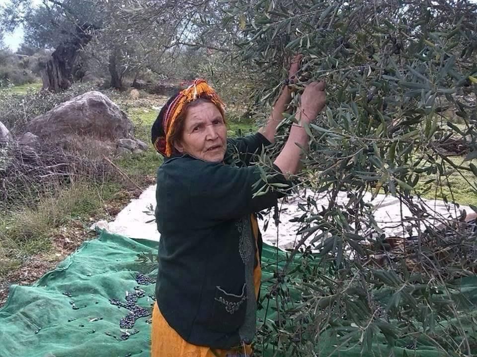 la période de la récolte d'olives