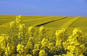 Algérie (Tizi Ouzou) - Cap sur la culture du colza