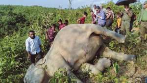 Planète (Asie) - Craintes pour les éléphants du Bangladesh après la mort d'au moins quatre d'entre eux