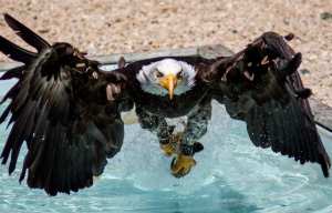 Planète (France/Europe) - Haute-Savoie: Vers la réintroduction des pygarges à queue blanche autour du lac Léman