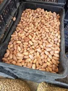 الموش_دڨلة أو الڨرباعي .