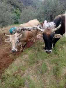 Nos anciens rites agraires: Iwedjiven (les devoirs)