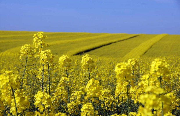 Algérie (Tizi Ouzou) - Cap sur la culture du colza