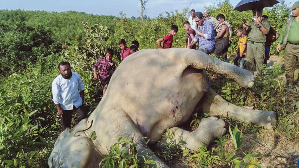 Planète (Asie) - Craintes pour les éléphants du Bangladesh après la mort d'au moins quatre d'entre eux