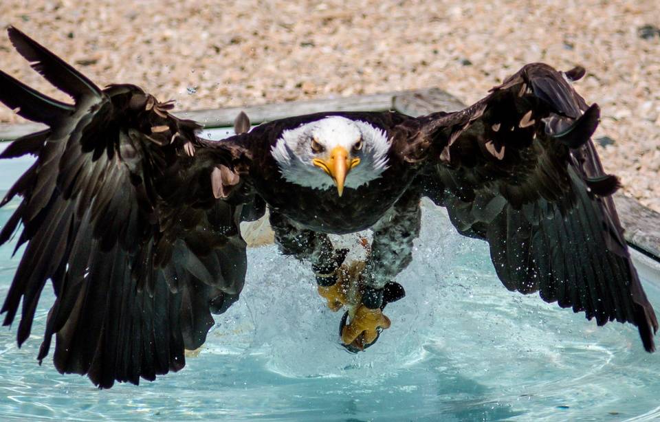 Planète (France/Europe) - Haute-Savoie: Vers la réintroduction des pygarges à queue blanche autour du lac Léman