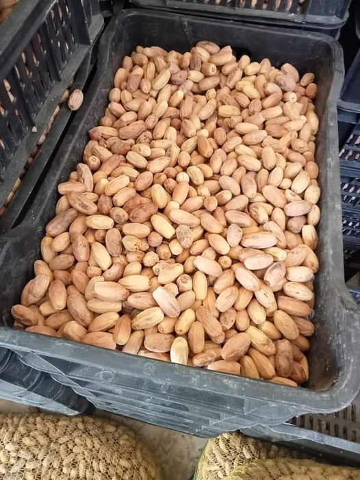 الموش_دڨلة أو الڨرباعي .