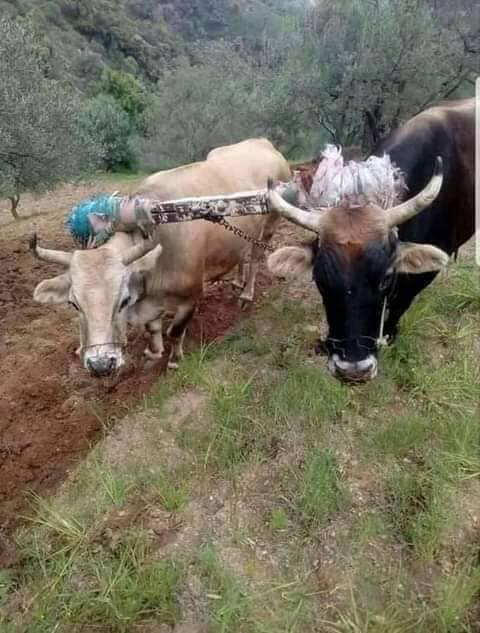 Nos anciens rites agraires: Iwedjiven (les devoirs)