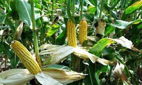 Algérie (El-Menea) - 150.000 t de maïs fourrager et 13.000 t en grain attendues