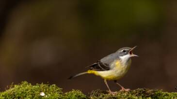 Planète - En Europe, le déclin inquiétant du nombre d'oiseaux