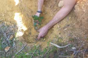 Algérie (Blida) - SELON LA CONSERVATION DES FORÊTS: Programme d'extension de la plantation du caroubier