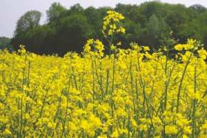 Algérie (Oran) - Une surface de 100 ha réservée à la culture du colza