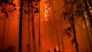 Planète (Etats-Unis/Amérique du Nord) - Les feux de forêts en Californie ont détruit des milliers de séquoias géants