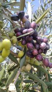 زراعة زيتون الشملالي