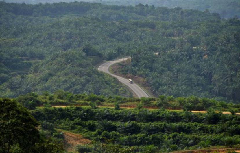 Planète (Union européenne) - Déforestation: Que faut-il attendre du projet de loi que dévoile la Commission européenne ce mercredi ?
