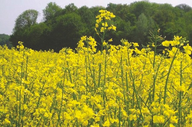 Algérie (Oran) - Une surface de 100 ha réservée à la culture du colza