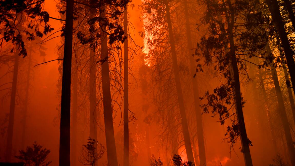 Planète (Etats-Unis/Amérique du Nord) - Les feux de forêts en Californie ont détruit des milliers de séquoias géants