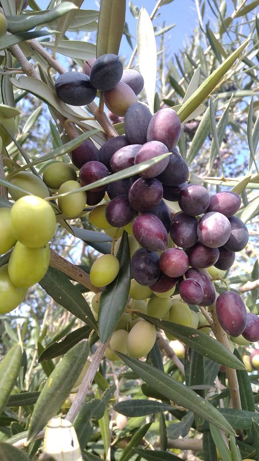 زراعة زيتون الشملالي