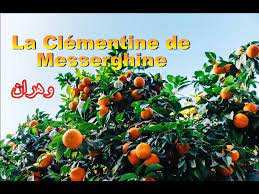 Misserghine (Oran) - Pour promouvoir et vulgariser la filière des agrumes: Misserghine s'apprête à fêter la clémentine
