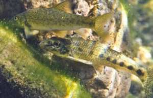 Planète (France/Europe) - Toulouse: Dans la Garonne, un poisson sur dix est contaminé aux microplastiques