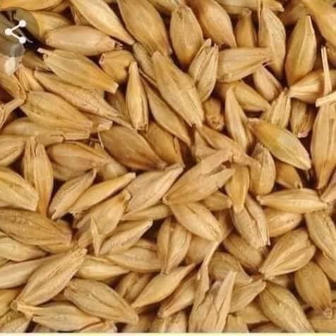 اشرب ماء الشعير