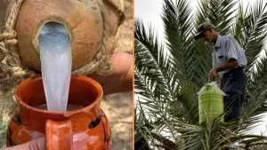 El Oued : Le Legmi, une boisson naturelle toujours en vogue
