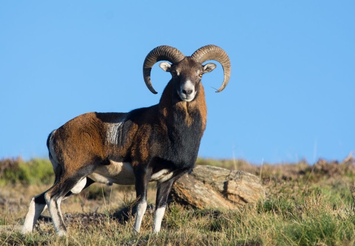 Planète (France/Europe) - Reportage — Nature: Le mouflon, l’animal «pas de chez nous» qui a apprivoisé les Pyrénées
