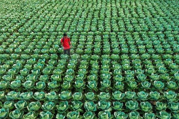 بحر_الكرنب من بنغلاديش