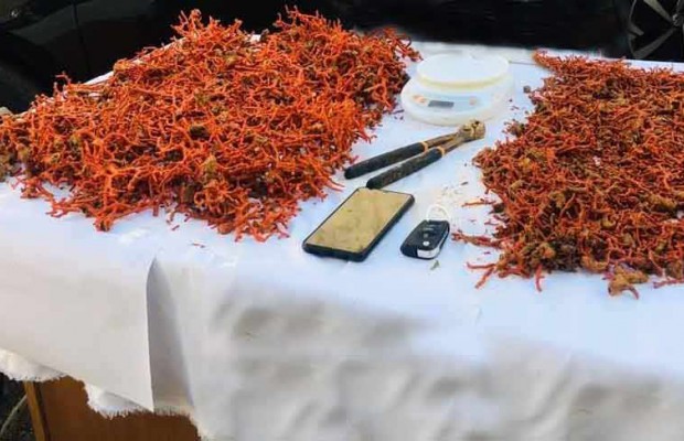 El-Kala (El-Tarf) - Démantèlement d’un réseau spécialisé dans la pêche du corail