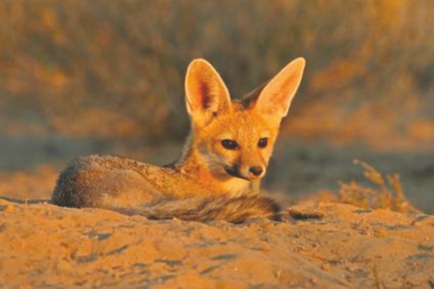 Algérie - IL A ÉTÉ REMIS À LA CONSERVATION DES FORÊTS: Un fennec fait le Sud-Jijel en camion
