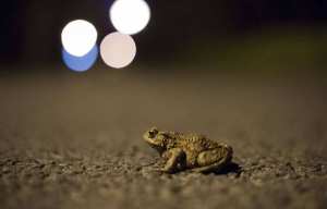 Planète (France/Europe) - Bretagne: Une commune ferme définitivement une route pour laisser les crapauds et tritons tranquilles