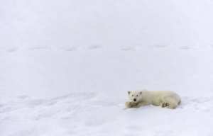 Planète (Arctique) - Un ours polaire filmé en train de chasser et tuer un renne, une première