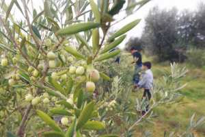 Algérie (BORDJ BOU-ARRÉRIDJ) - Le secteur oléicole en plein essor