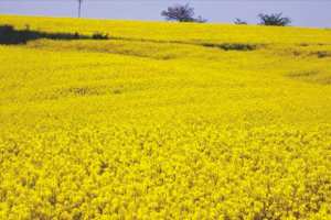 Algérie (SECTEUR AGRICOLE À TIARET) - Intégration de 700 hectares de colza