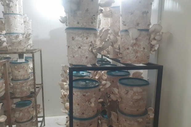 Ouadhia (Tizi Ouzou) - IL S’EST LANCÉ DANS LA CULTURE DES CHAMPIGNONS À ATH BOUADOU: Le projet ambitieux de Jugurtha Mohamed Arab