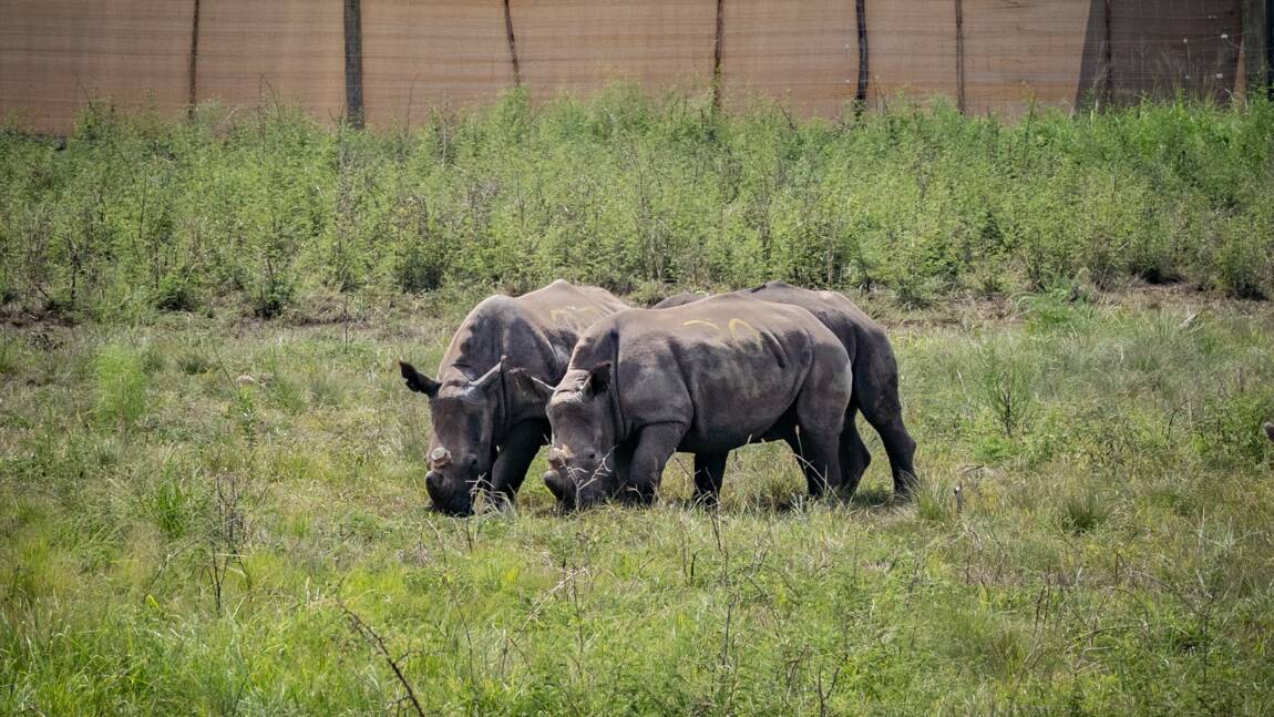 Planète (Afrique du Sud/Afrique) - Trente rhinocéros blancs prennent l'avion pour se rendre au Rwanda